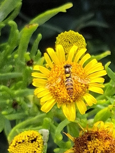 Langbauchschwebfliege — Bild 3