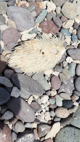 Langstachel-Igelfisch — Bild 3