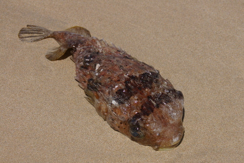 Langstachel-Igelfisch — Bild 4