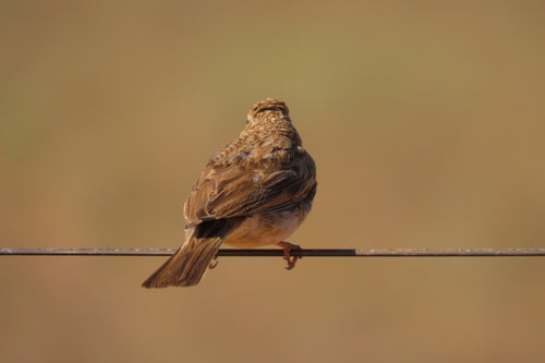 Lark-Ammer — Bild 4 von 8