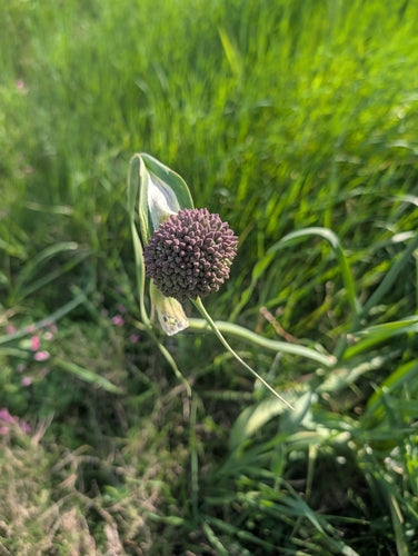 Lauch — Bild 5