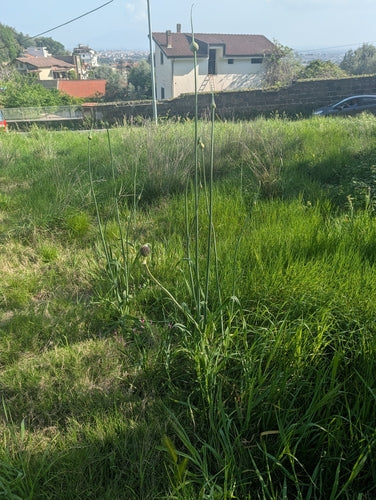 Lauch — Bild 4