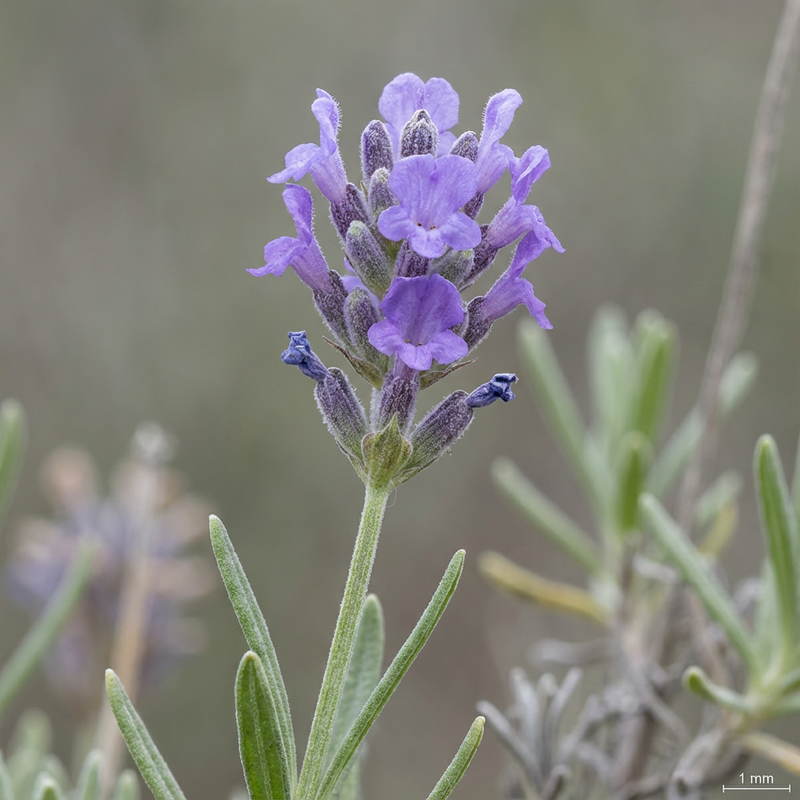 Lavendel