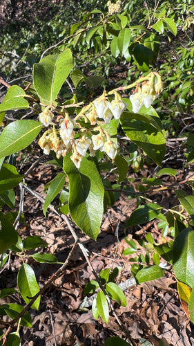 Lavendelheide — Bild 1