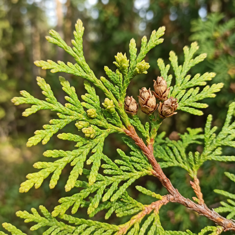 Lebensbaum (Thuja), KI-Illustration