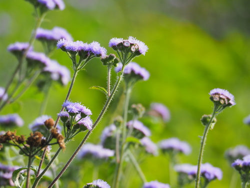 Leberbalsam — Bild 5