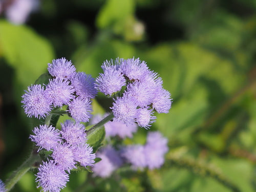 Leberbalsam — Bild 4