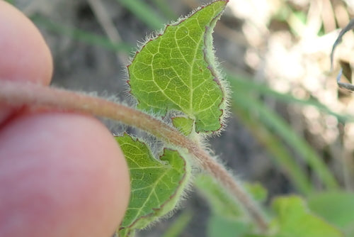 Leberbalsam — Bild 2