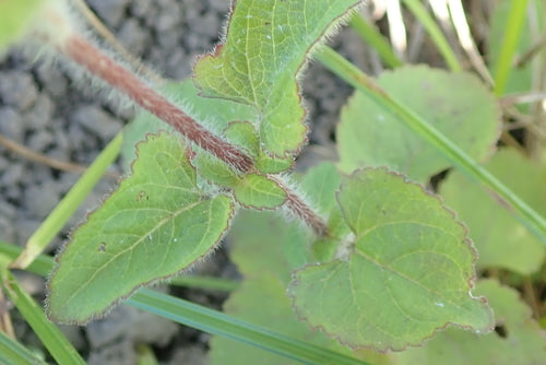 Leberbalsam — Bild 1
