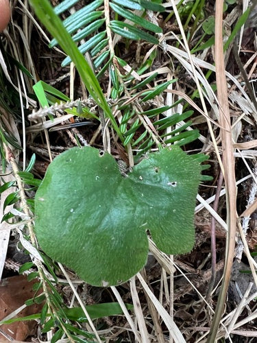 Leberbluemchen — Bild 1