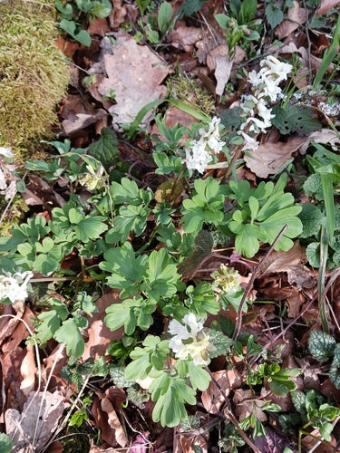 Lerchensporn — Bild 4