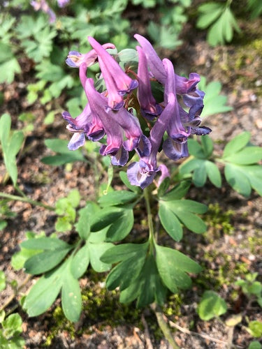 Lerchensporn — Bild 3