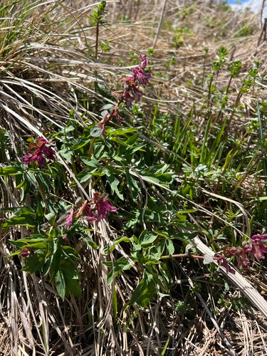 Lerchensporn — Bild 5