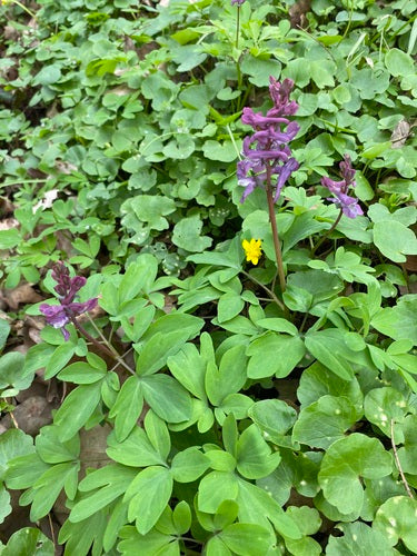 Lerchensporn — Bild 2