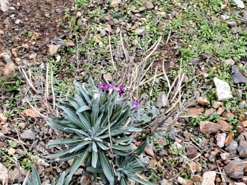 Levkojen — Bild 4