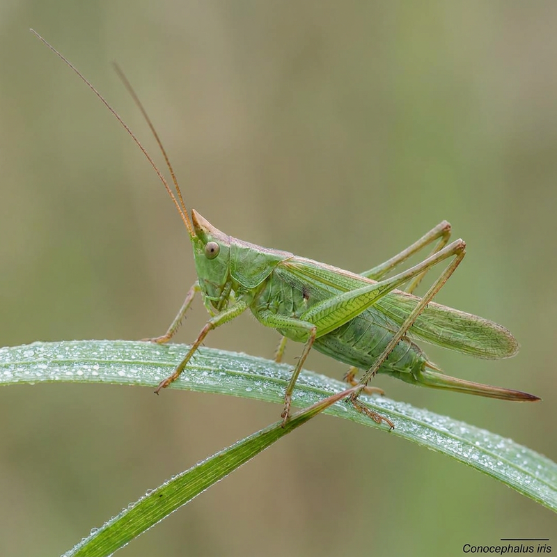 Libelle