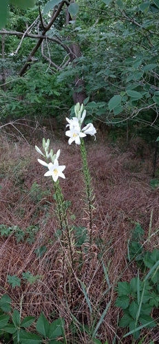 Lilien — Bild 2