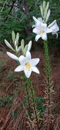 Lilien — Bild 1
