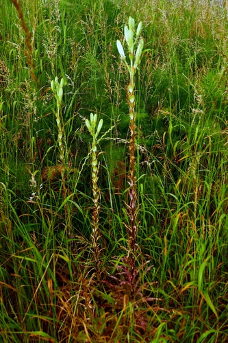 Lilien — Bild 4