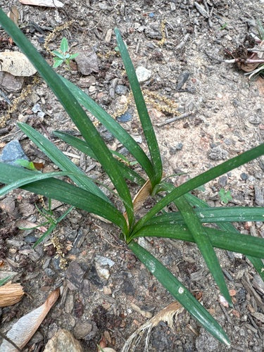 Lilientraube — Bild 2