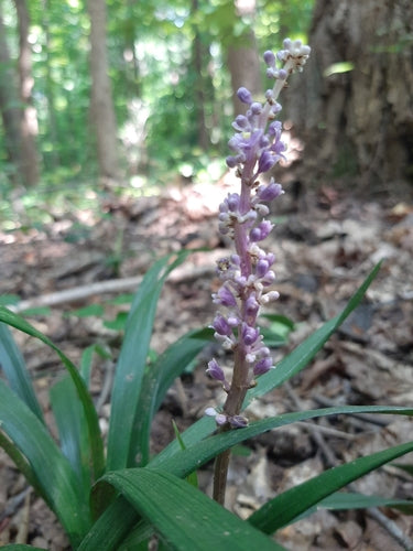 Lilientraube — Bild 1
