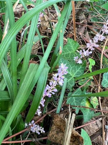 Lilientraube — Bild 5