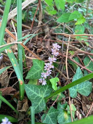 Lilientraube — Bild 4