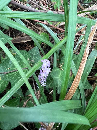 Lilientraube — Bild 3