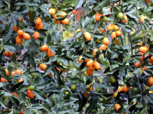 Limequat — Bild 3
