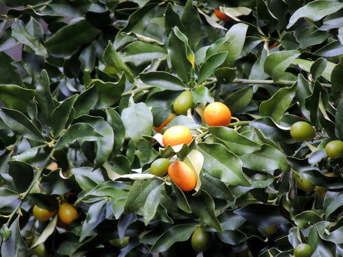 Limequat — Bild 1
