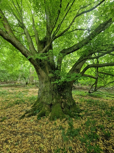 Lindenbaum — Bild 5
