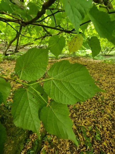 Lindenbaum — Bild 4