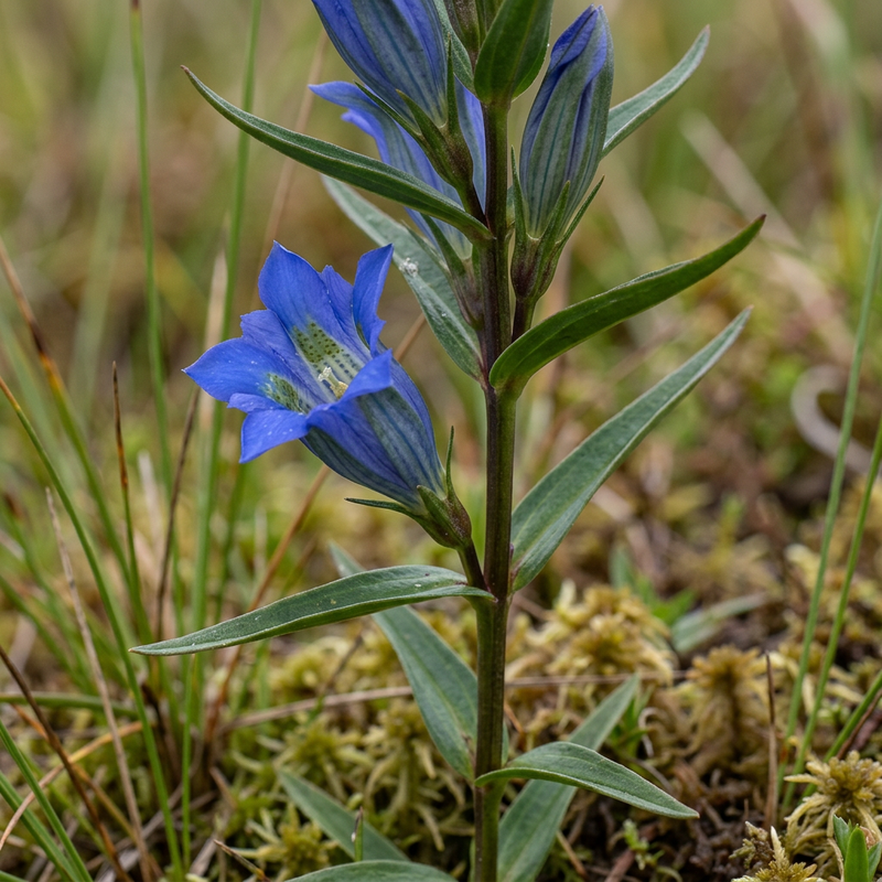 Lungen-Enzian (Gentiana pneumonanthe), KI-Illustration