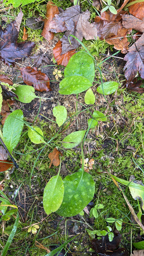 Lungenkraut — Bild 5