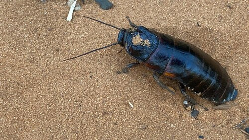 Madagaskarschabe — Bild 3 von 8