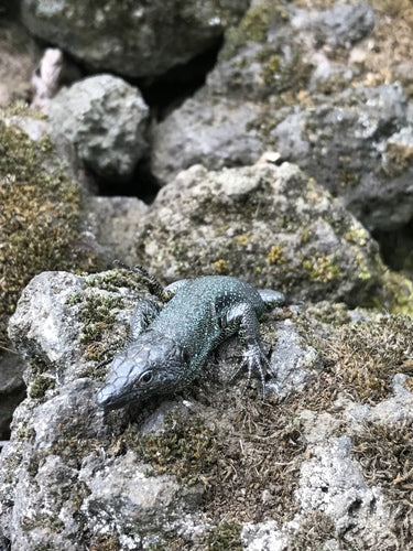 Madeira-Mauereidechse — Bild 3