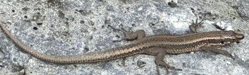 Madeira-Mauereidechse — Bild 5
