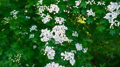 Maden — Bild 5