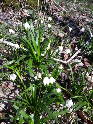 Maerzenbecher — Bild 3
