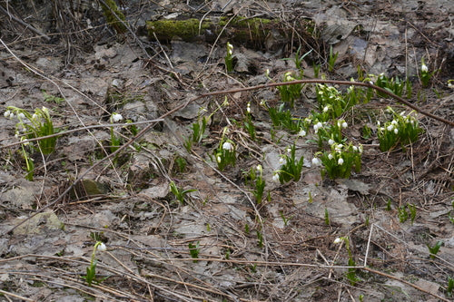 Maerzenbecher — Bild 4