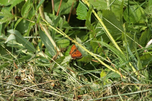 Magerwiesen-Perlmuttfalter — Bild 1
