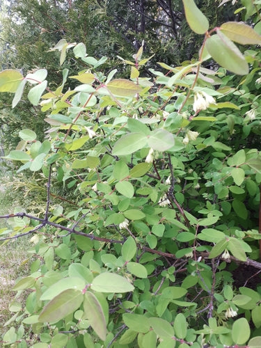 Maibeere — Bild 4