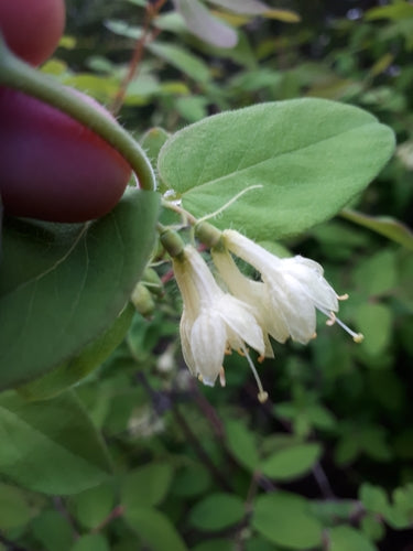 Maibeere — Bild 2