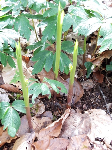 Maigloeckchen — Bild 4