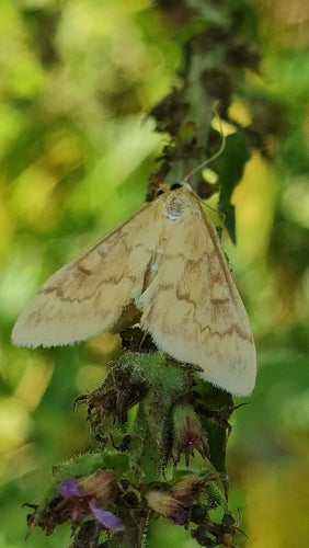 Maiszünsler — Bild 5