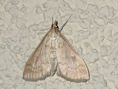 Maiszünsler — Bild 4