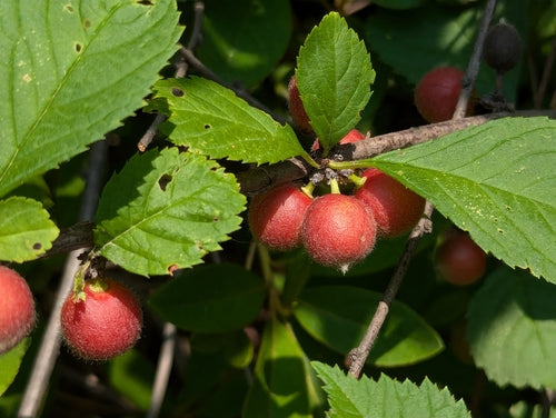 Mandelbaeumchen — Bild 3