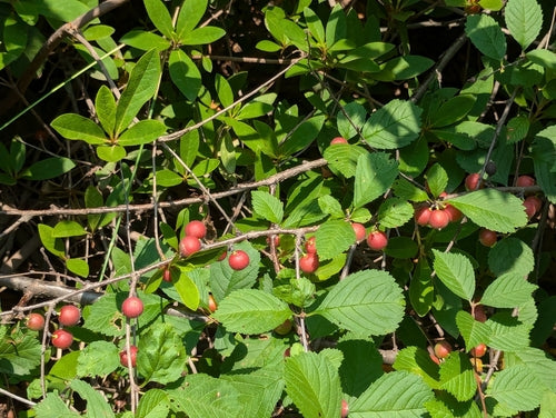 Mandelbaeumchen — Bild 2