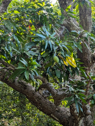 Mango — Bild 3