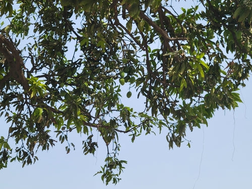 Mango — Bild 5